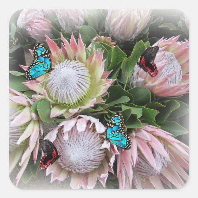 Pegatina Cuadrada La Protea del Rey (Anverso)