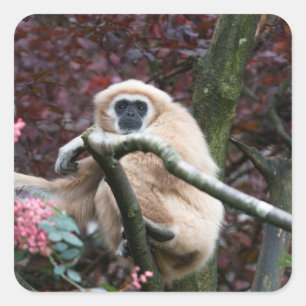 Pegatina Cuadrada La retractación de Lar Gibbon
