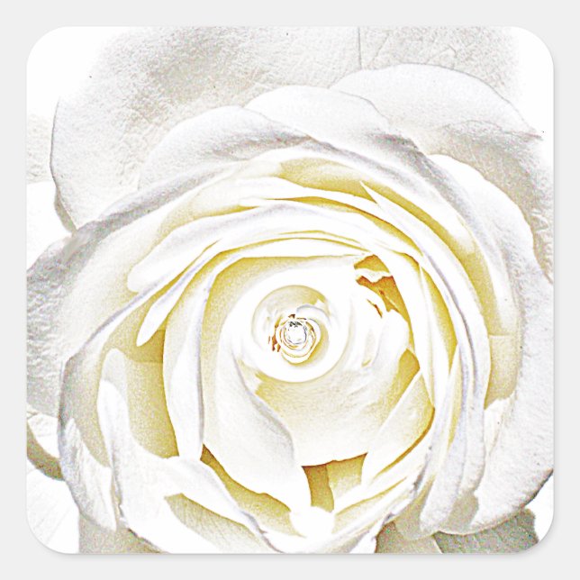 Pegatina Cuadrada La rosa blanca del amor. (Anverso)