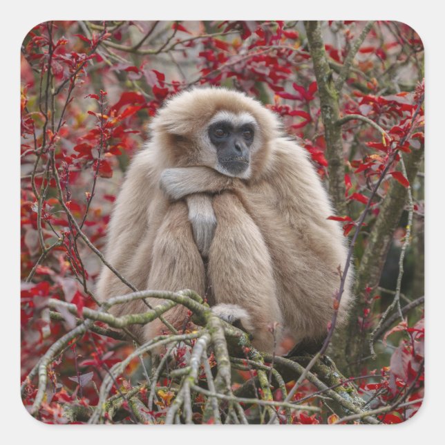 Pegatina Cuadrada La soledad de Gibbon (Anverso)