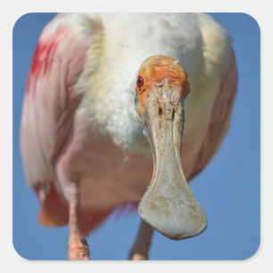 Pegatina Cuadrada La Spoonbill roseada con su gran pico