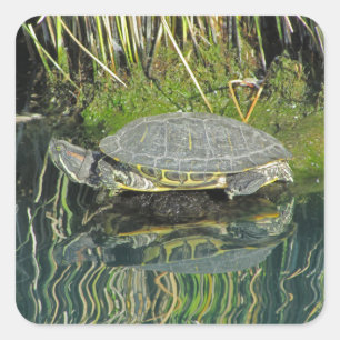 Pegatina Cuadrada La tortuga en la imagen de reflexión sobre el agua
