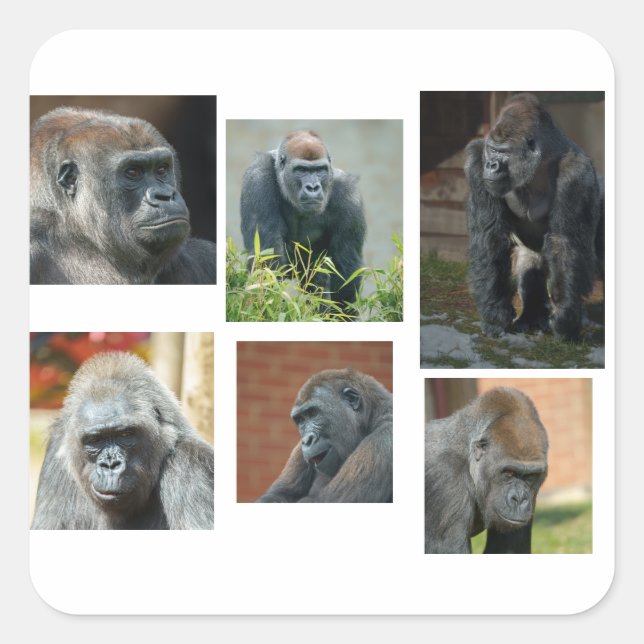 Pegatina Cuadrada La tropa de gorilas (Anverso)