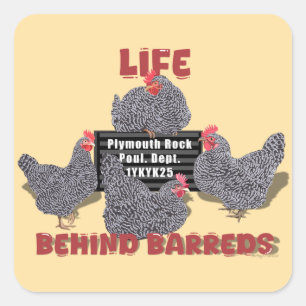 Pegatina Cuadrada La vida tras las rejas (Barred Plymouth Rock Hens