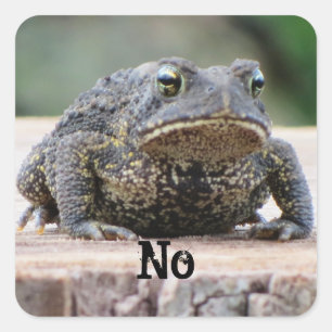 Pegatina Cuadrada La vieja y gruñona toad en un trozo