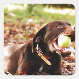 Pegatina Cuadrada Labrador de chocolate jugando con bolas