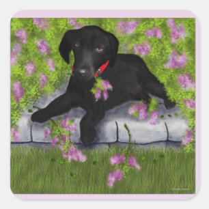 Pegatina Cuadrada Labrador negro,