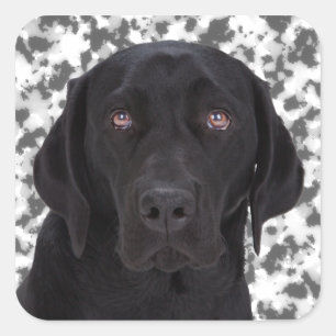 Pegatina Cuadrada Labrador negro