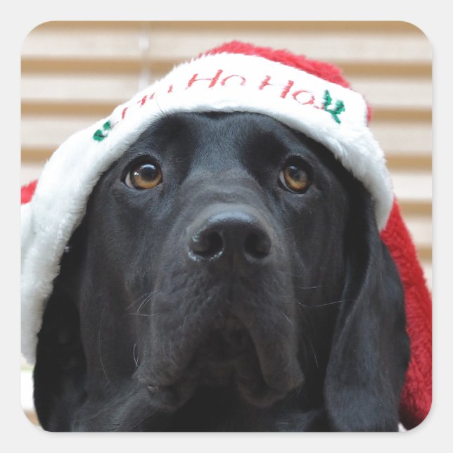 Pegatina Cuadrada Labrador negro festivo (Anverso)