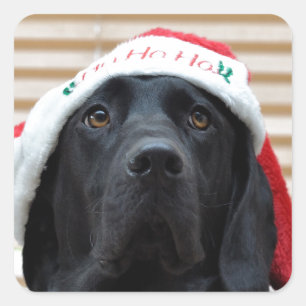 Pegatina Cuadrada Labrador negro festivo