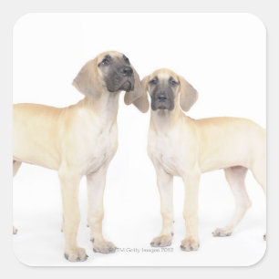 Pegatina Cuadrada lado a lado, pequeño grupo de animales, unidad