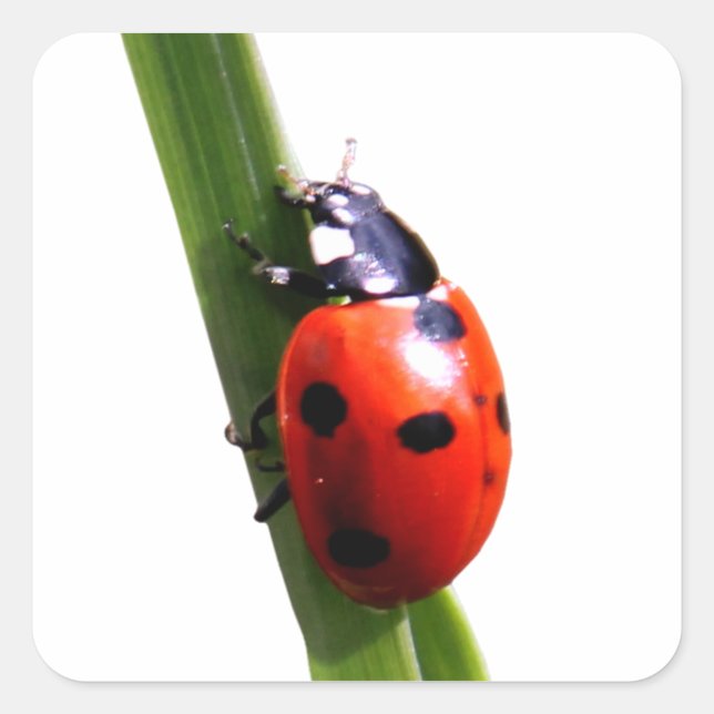 Pegatina Cuadrada Ladybug Cute Red Spots (Anverso)
