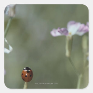 Pegatina Cuadrada Ladybug en Stem
