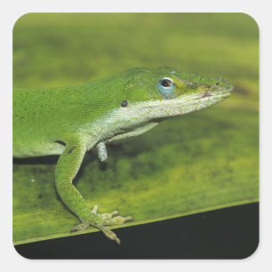 Pegatina Cuadrada Lagarto verde, Anolis carolinensis, adulto en palm