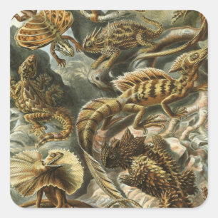 Pegatina Cuadrada Lagartos por Ernst Haeckel Lacertilia Animal Vinta