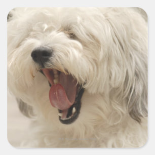 Pegatina Cuadrada Lago de los Bosques, Ontario, Canadá