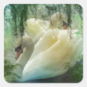 Pegatina Cuadrada Lago Romántico Natación Cisnes Blancas