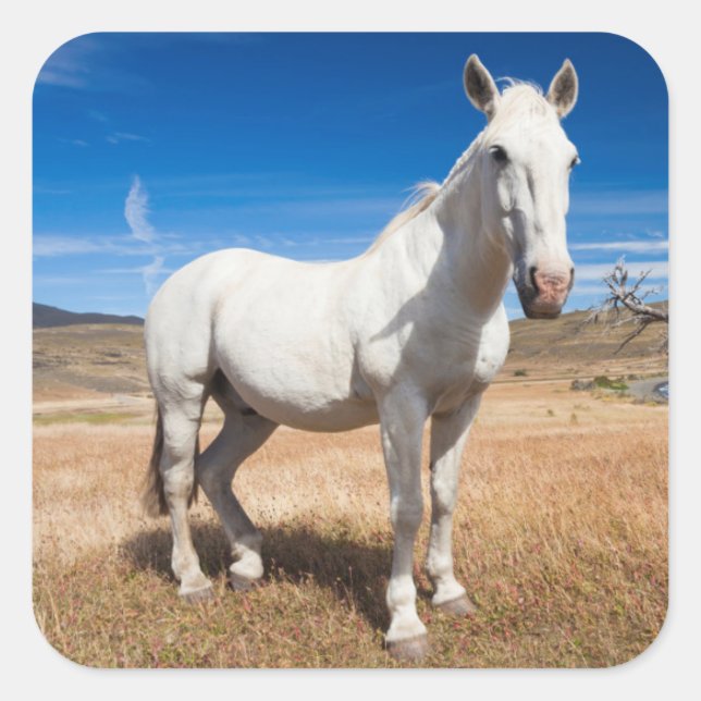Pegatina Cuadrada Laguna Azul, paisaje con caballos (Anverso)