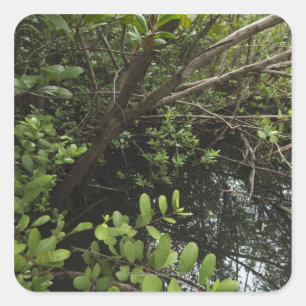 Pegatina Cuadrada Laguna de sal tropical