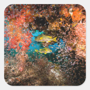 Pegatina Cuadrada Laja Ampat 6 subacuáticos