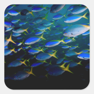 Pegatina Cuadrada Laja Ampat Subacuático 5