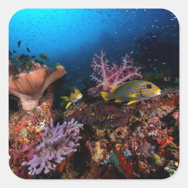 Pegatina Cuadrada Laja Ampat Underwater (Anverso)