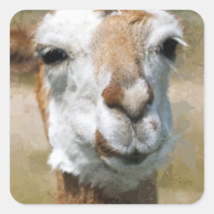 Pegatina Cuadrada Lama Feliz, Efecto de Pintura