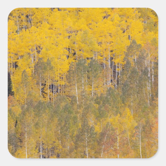 Pegatina Cuadrada Lambert Hollow, álamos de álamos (Anverso)