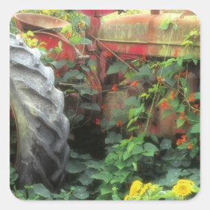 Pegatina Cuadrada Las flores de primavera adornan un tractor viejo.
