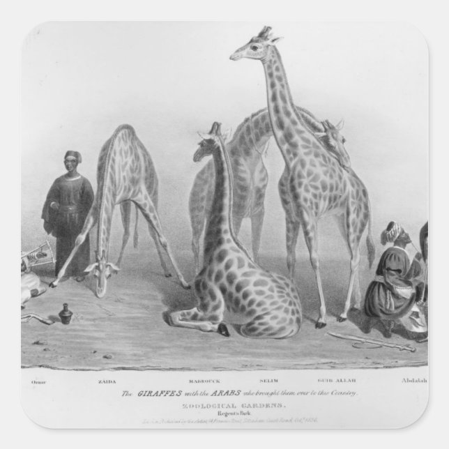 Pegatina Cuadrada Las jirafas con los árabes (Anverso)