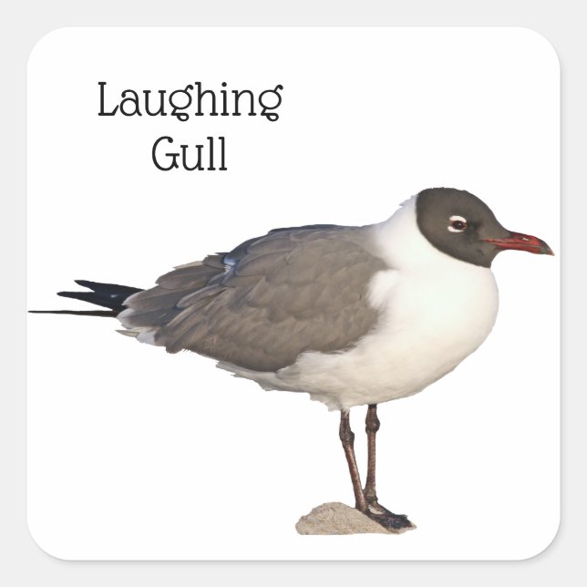 Pegatina Cuadrada Laughing Gull (Anverso)