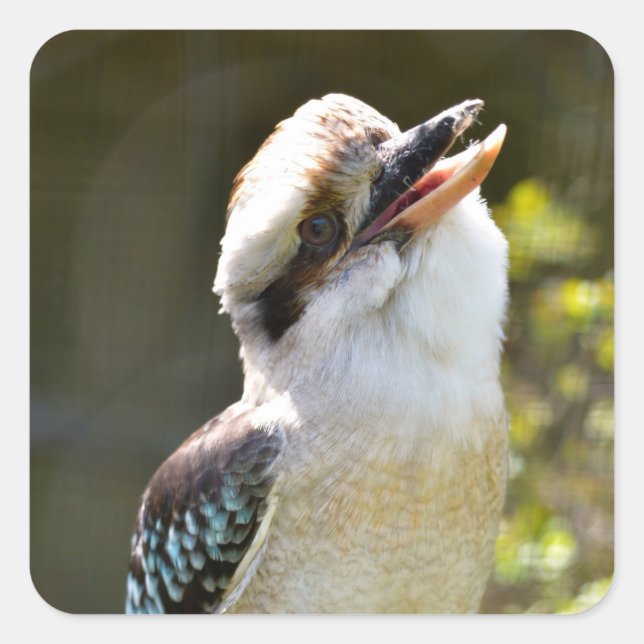 Pegatina Cuadrada Laughing Kookaburra encaramado en la sucursal Post (Anverso)