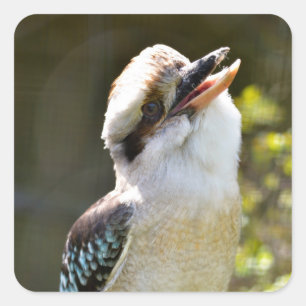 Pegatina Cuadrada Laughing Kookaburra encaramado en la sucursal Post