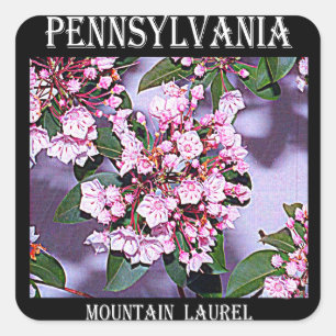 Pegatina Cuadrada Laurel de montaña de Pennsylvania