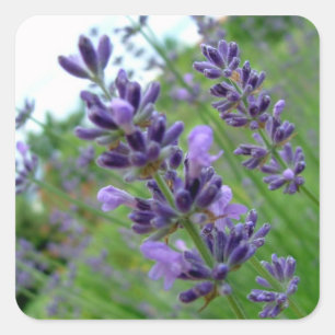 Pegatina Cuadrada Lavanda