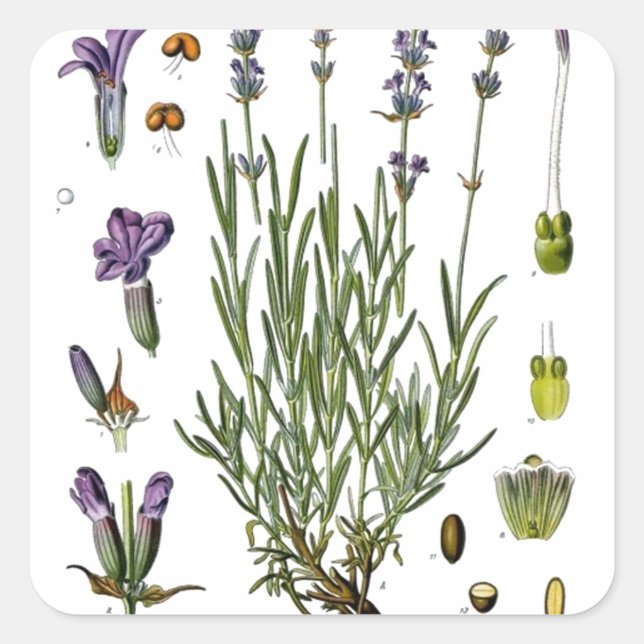 Pegatina Cuadrada Lavanda (Anverso)