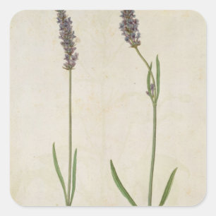 Pegatina Cuadrada Lavandula officinalis (lavanda inglesa antigua), c