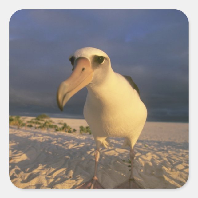 Pegatina Cuadrada Laysan Albatross, Diomedea inmutabilis), (Anverso)