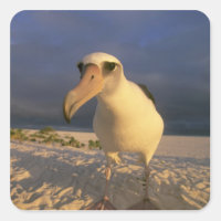 Laysan Albatross, Diomedea inmutabilis),