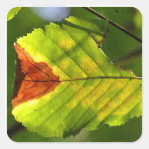 Pegatina Cuadrada Leaf verde otoño
