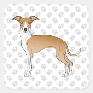 Pegatina Cuadrada Lebrel Italiano Beige Y Blanco Con Patas