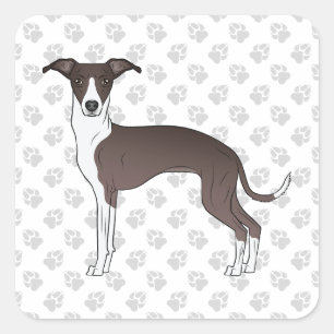 Pegatina Cuadrada Lebrel Italiano de Color Seal y Blanco con Patas
