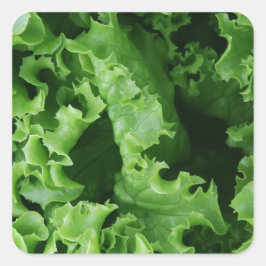 Pegatina Cuadrada Lechuga verde de comida vegetal