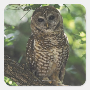 Pegatina Cuadrada Lechuza Cubierta Mexicana En Percha En Roble De Ga