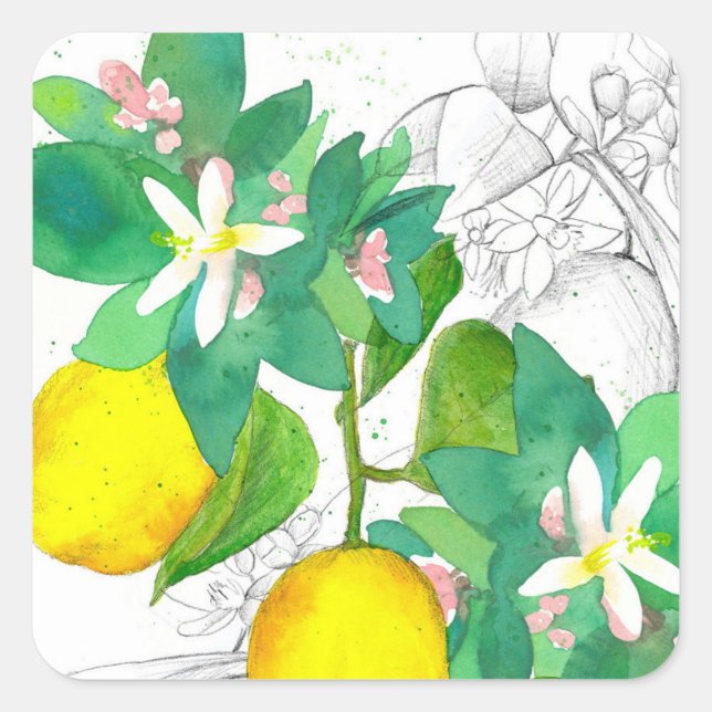 Pegatina Cuadrada Lemon Citrus Fruit Flowers Botanical Drawing (Anverso)