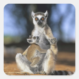 Pegatina Cuadrada Lémur de cola anillada, (Lemur catta), Madre y