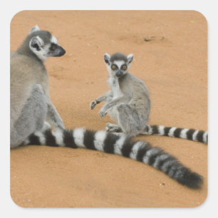 Pegatina Cuadrada Lémures de cola anillada, (Lemur catta), Berenty