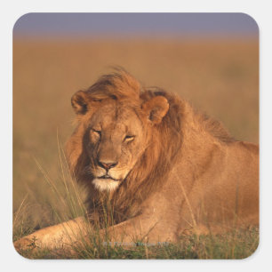 Pegatina Cuadrada León