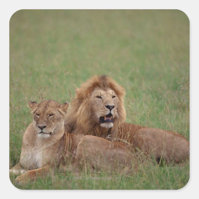 Pegatina Cuadrada León 2 (Anverso)