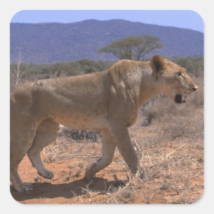 Pegatina Cuadrada León 3